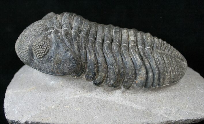 Drotops Trilobite With Perfect Eyes #16073